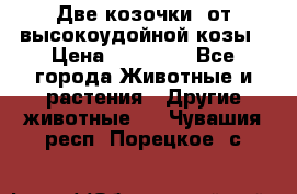 Две козочки  от высокоудойной козы › Цена ­ 20 000 - Все города Животные и растения » Другие животные   . Чувашия респ.,Порецкое. с.